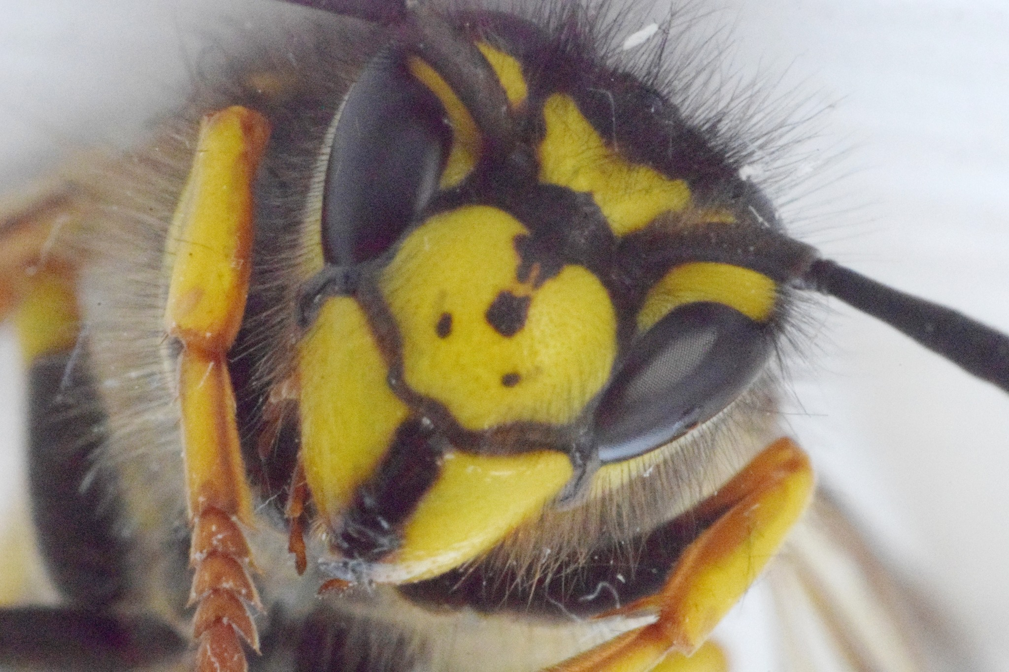 Wasp Day